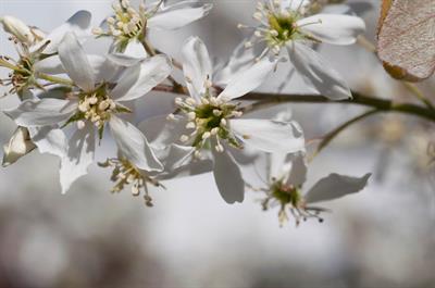 Amelanchier canaden
