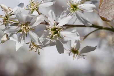 Clumping serviceberry