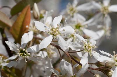 Amelanchier canaden - آملانشیۀ کانادایی (سرویس‌بری کانادایی)
