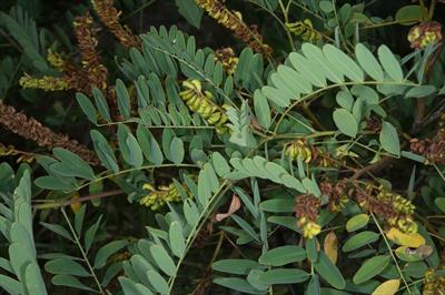 Amorpha fruticosa - نیل کاذب