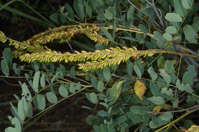 Amorpha fruticosa - نیل کاذب
