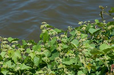 Ampelopsis brevipedu