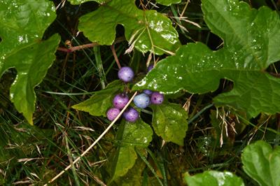 Ampelopsis brevipedu