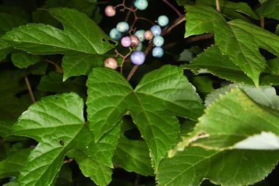 Ampelopsis brevipedu