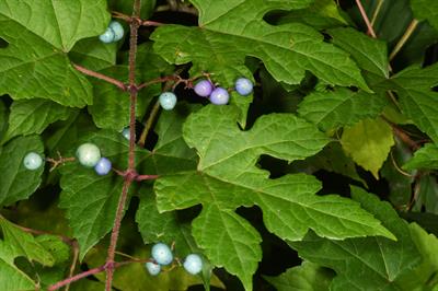 Ampelopsis breviped