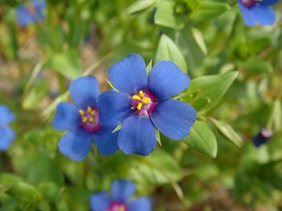Anagallis