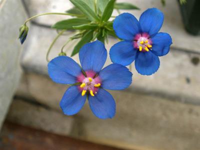 Anagallis