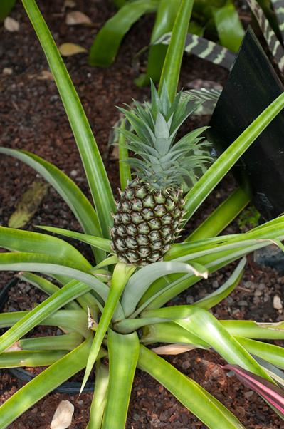 Ananas comosus