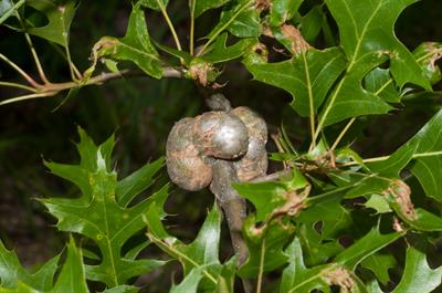 Andricus chrysolepi