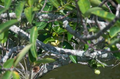 Annona glabra - سیب دریاچه