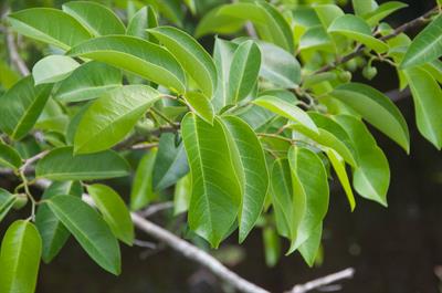 Annona glabra - سیب دریاچه