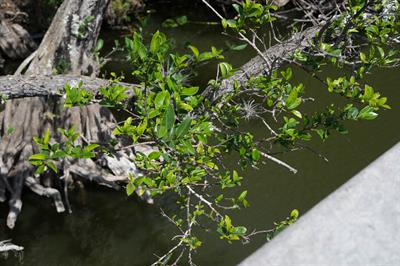Annona glabra - سیب دریاچه