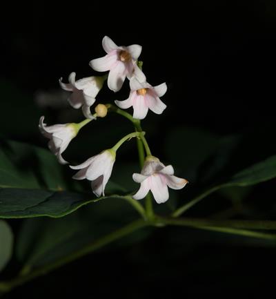 Apocynum androsaemif