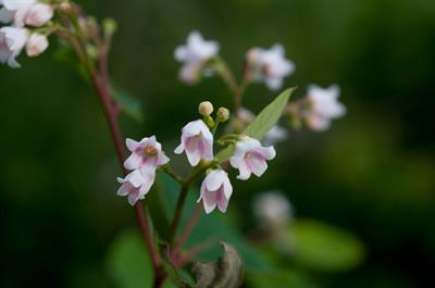 Apocynum androsaemif