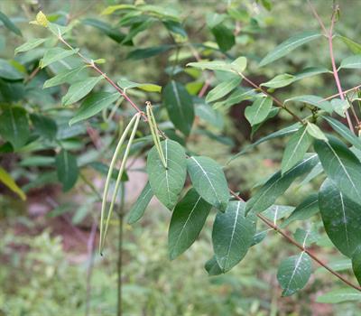 Apocynum cannabinum - آپوسینوم کنفی (کنف وحشی)