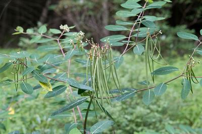 Indian Hemp