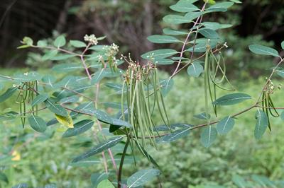 wild cotton