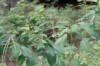 واریته angustifolium 