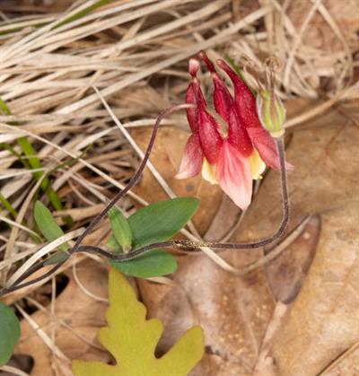 Aquilegia canadensis