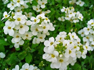 Arabis