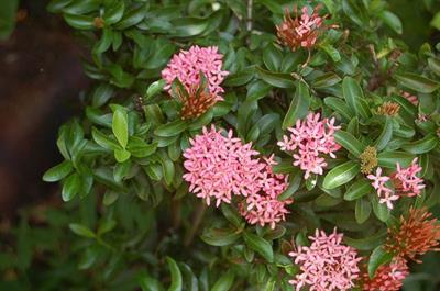 از خانواده Rubiaceae 