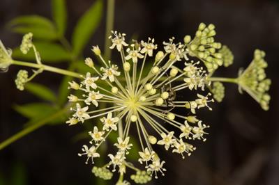 Aralia hispida Vent.