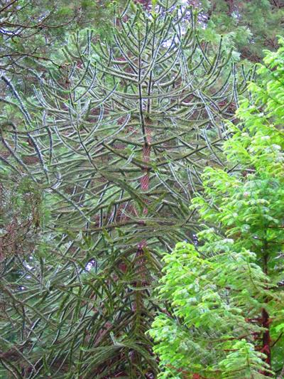 Araucaria araucana - کاج مطبق - فضای باز