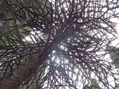 Araucaria araucana - کاج مطبق - فضای باز