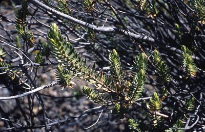 Araucaria araucana - کاج مطبق - فضای باز