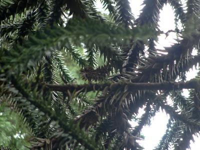Araucaria araucana - کاج مطبق - فضای باز