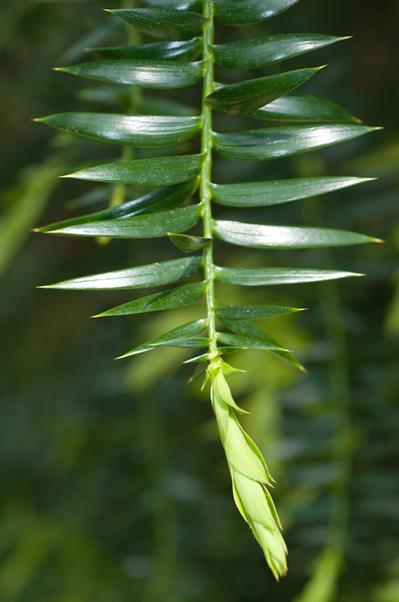Araucaria bidwillii