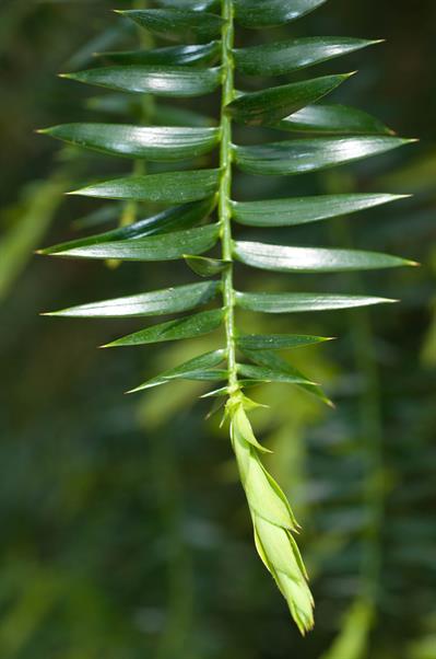 Araucaria bidwillii - آروکاریا بیدویلی