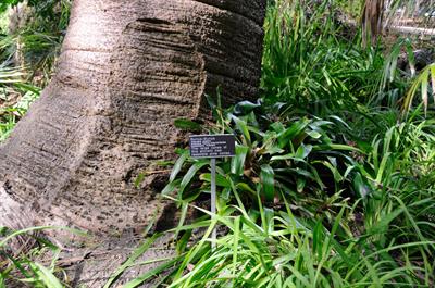 Araucaria bidwillii