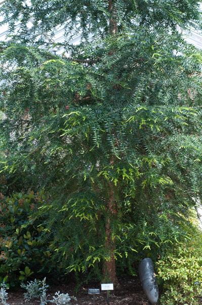  Araucaria bidwillii