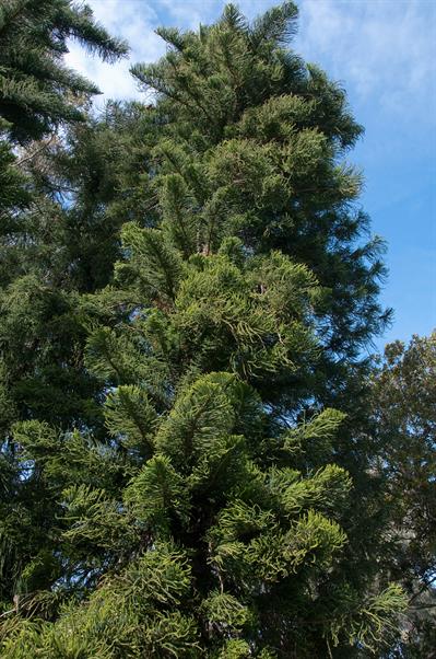 Araucaria columnaris (G. Forst.) Hook.