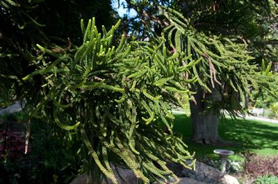 Araucaria columnari