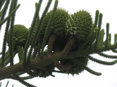 Araucaria heterophy
