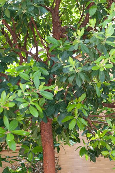 درختان  Madrone