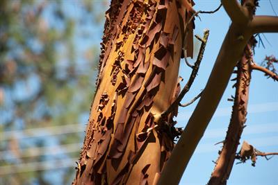Arbutus menziesii
