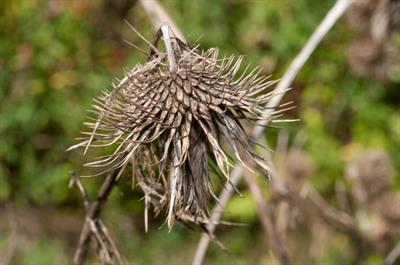 Arctium lappa