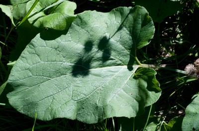 Arctium lappa - باباآدم کبیر