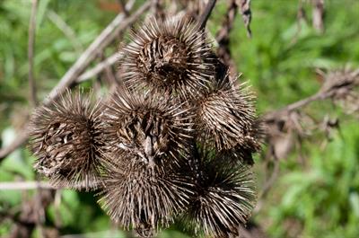 Arctium lappa