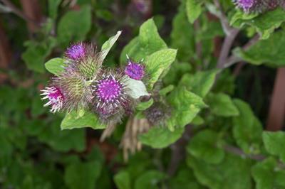 lesser burdock
