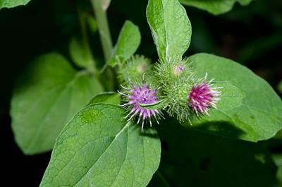 Arctium minus