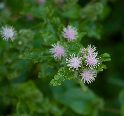 Arctium minus Bernh.