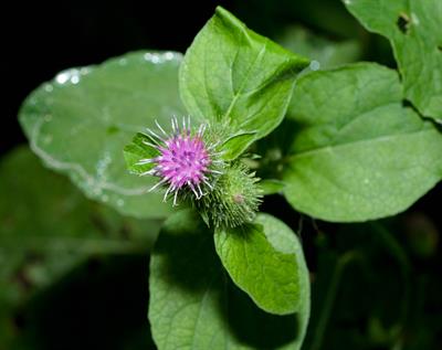 Arctium minus - باباآدم کوچک