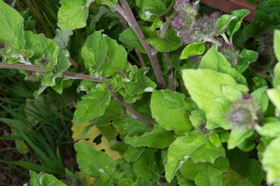 common burdock