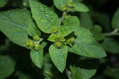 Arctium minus