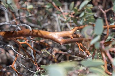 Arctostaphylos glauc
