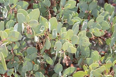 مانزانیتای میوه‌درشت